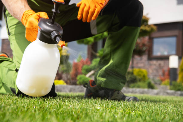 Reliable Idaho Springs, CO Pest Control Solutions