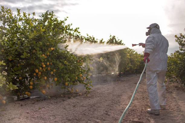 Best Emergency Pest Control  in Idaho Springs, CO